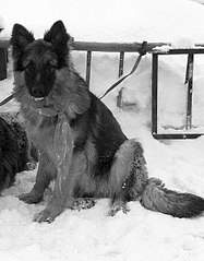 469 X 599  62.5 Kb 367 X 599  48.0 Kb 576 X 599  89.0 Kb  