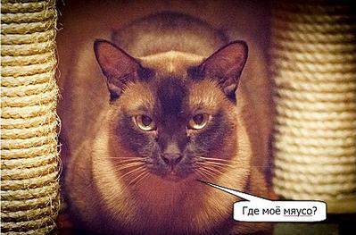870 X 574  91.0 Kb БУРМЫ- шелковые пантеры. Питомник бурманских кошек 'NATIZE'. Бурмики ждут Вас !