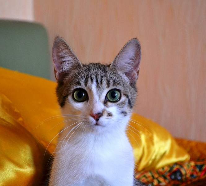 1920 X 1730 207.4 Kb       