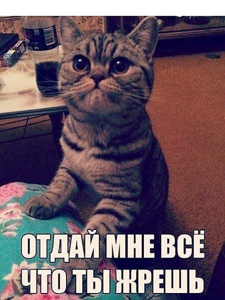 453 X 604  68.7 Kb Улыбнемся?