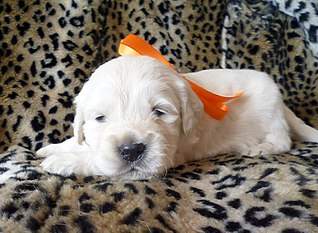 1584 X 1157 379.2 Kb   