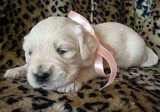 1816 X 1266 469.0 Kb 1584 X 1157 379.2 Kb   