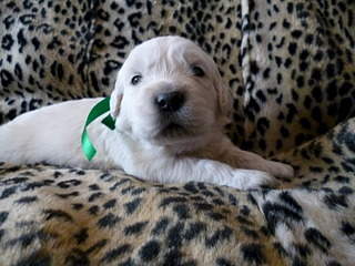 1920 X 1440 576.7 Kb   