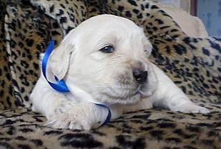 1382 X 934 292.3 Kb 1359 X 1019 274.9 Kb 1920 X 1440 576.7 Kb   