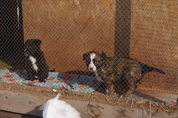 604 x 400 Мегаласковая собака Мэгги. И два ее новорожденных щенка. Необходима фин. помощь.