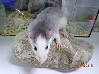 1920 X 1440 579.6 Kb   .