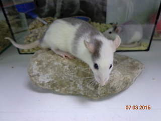 1920 X 1440 106.6 Kb 1920 X 1440 579.6 Kb   .