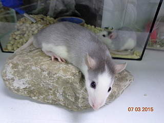 1920 X 1440 498.9 Kb 1920 X 1440 106.6 Kb 1920 X 1440 579.6 Kb   .