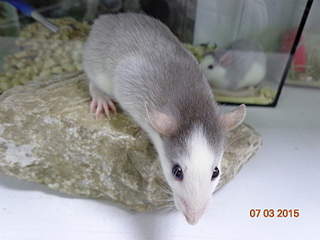 1920 X 1440 134.1 Kb 1920 X 1440 498.9 Kb 1920 X 1440 106.6 Kb 1920 X 1440 579.6 Kb   .