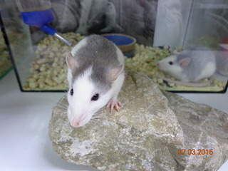 1920 X 1440 484.6 Kb   .