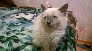 604 X 340  41.2 Kb -   .