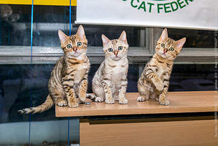 1024 X 683 194.5 Kb    'Bengals' litter 'A'