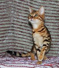 1241 X 1436 538.6 Kb 1410 X 1520 645.9 Kb    'Bengals' litter 'A'