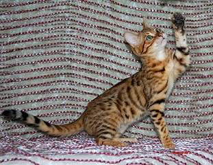 1920 X 1477 910.2 Kb 1241 X 1436 538.6 Kb 1410 X 1520 645.9 Kb    'Bengals' litter 'A'