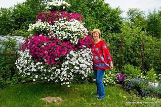 807 X 537 187.2 Kb 807 X 605 141.5 Kb цветы для вашего сада, кафе, придомовой территории