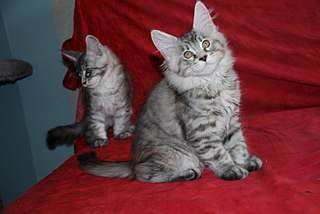 807 X 540 60.4 Kb 540 X 807 51.5 Kb   -  -