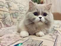 206 x 154 154 x 206 154 x 206 Длинношерстные бриташки и компания! У нас есть котята!