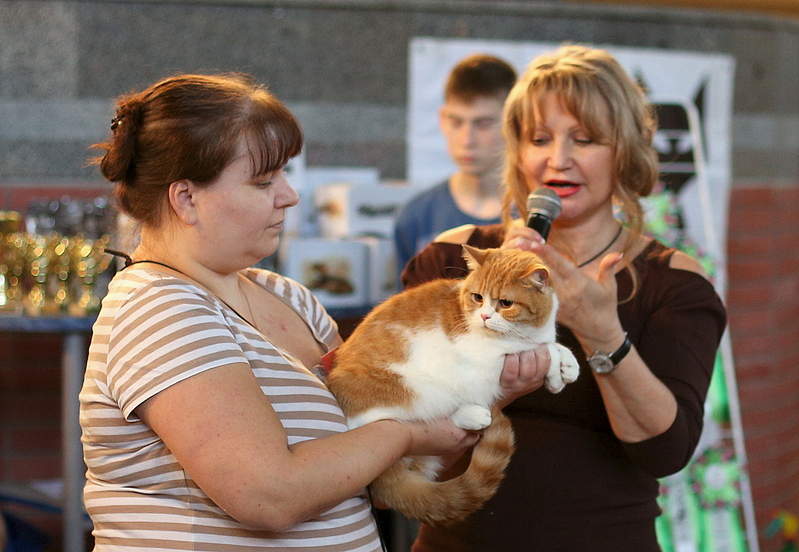 799 x 552 Длинношерстные бриташки и компания! У нас есть котята!