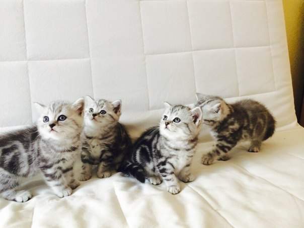 604 x 454 450 x 599 604 x 454      