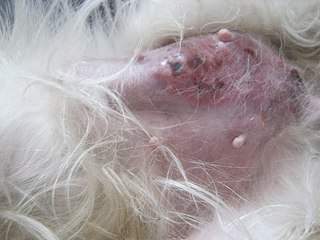 604 X 453 49.4 Kb 604 X 453 45.9 Kb 453 X 604 60.9 Kb SOS!    .  ?