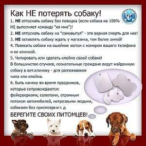 604 X 604 96.3 Kb Ш П И Ц ! ПОМЕРАНСКИЙ ШПИЦ ! - Питомник 'МИЛОЧАР МОЙ ДРУГ '- ЩЕНКИ ШПИЦА !