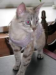 1920 X 2560 769.9 Kb 1920 X 2560 333.0 Kb Милая кошечка очень хочет обрести дом