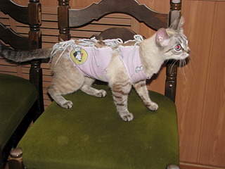 1920 X 1440 613.3 Kb 1920 X 2560 769.9 Kb 1920 X 2560 333.0 Kb Милая кошечка очень хочет обрести дом