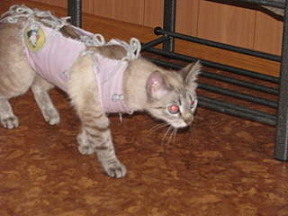 1920 X 1440 618.5 Kb 1920 X 1440 686.9 Kb 1920 X 1440 613.3 Kb 1920 X 2560 769.9 Kb 1920 X 2560 333.0 Kb      