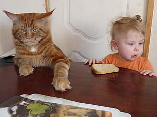 800 X 600 152.3 Kb 800 X 600 133.9 Kb 800 X 600 149.8 Kb  -   . .