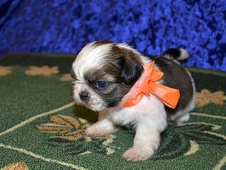 1920 X 1441 285.7 Kb  -