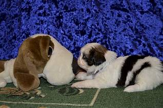 1920 X 1271 278.2 Kb  -