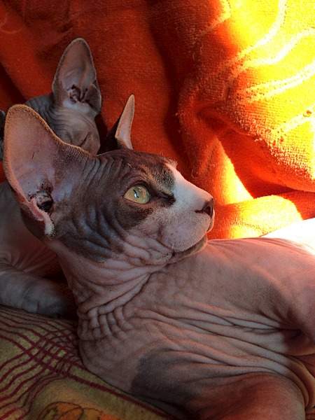 1920 X 2560 322.9 Kb ^~^ Канадский Сфинкс ^~^ Элитные кошки- для ценителей Шика !