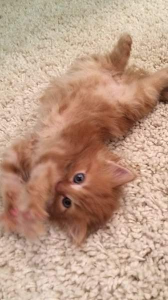 453 X 807 62.5 Kb 807 X 605 95.2 Kb 605 X 807 82.8 Kb 807 X 605 97.9 Kb 605 X 807 60.3 Kb  