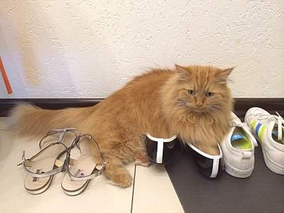 960 X 720 143.2 Kb   ()