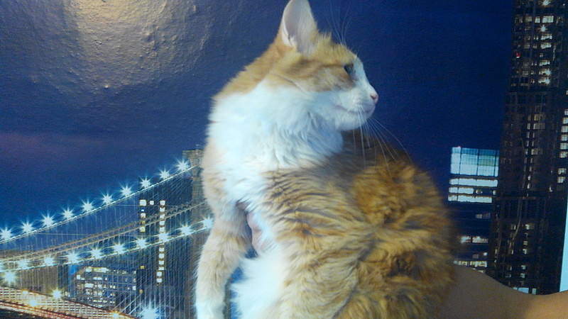 1920 X 1080 859.5 Kb  .