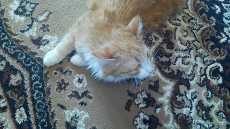 1920 X 1080 827.2 Kb 1920 X 1080 859.5 Kb  .