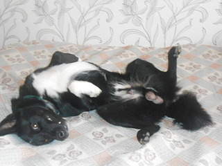 1920 X 1440 481.4 Kb     