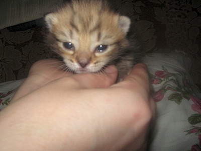 1920 X 1440 544.9 Kb 1920 X 2560 315.1 Kb      