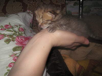 1920 X 1440 709.2 Kb 1920 X 1440 544.9 Kb 1920 X 2560 315.1 Kb      