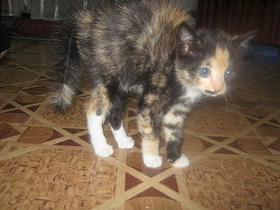 1920 X 1440 691.1 Kb 1920 X 1440 961.2 Kb Прошу помощи с оплатой передержки!