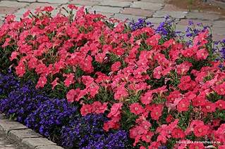 895 X 595 194.5 Kb 505 X 200 33.6 Kb цветы для вашего сада, кафе, придомовой территории
