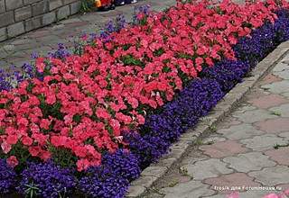 753 X 518 153.6 Kb 895 X 595 194.5 Kb 505 X 200 33.6 Kb цветы для вашего сада, кафе, придомовой территории