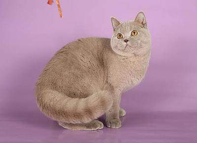 514 X 373  14.2 Kb Питомник'Gem Sweet'.Любимые британские плюшки. Есть британские голубоглазые котята !