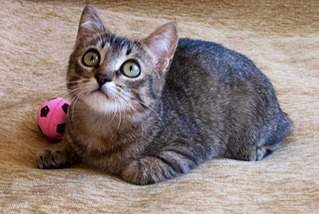 745 X 499 109.3 Kb    .