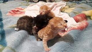 1376 X 774 261.8 Kb Выброшенные котята, ищем кормящую кошку!
