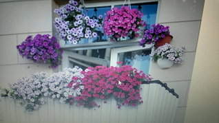 1920 X 1079 316.6 Kb 1920 X 3416 584.4 Kb 500 X 333 90.1 Kb 423 X 400 45.4 Kb 800 X 600 130.5 Kb ПЕТУНИИ