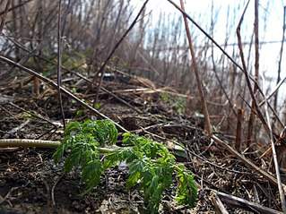 807 X 605 141.7 Kb     ?