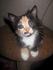 225 X 300  20.6 Kb 225 X 300  20.2 Kb     