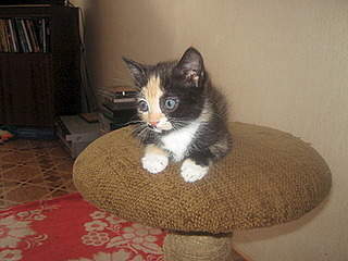 400 X 300  35.6 Kb 225 X 300  20.6 Kb 225 X 300  20.2 Kb     