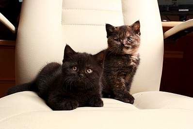 1024 X 683 112.6 Kb 768 X 996 308.5 Kb 811 X 768  55.0 Kb 945 X 768  55.7 Kb   !